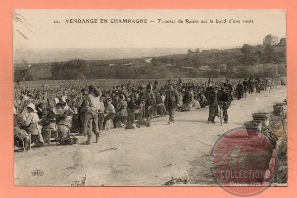 CHAMPAGNE - 22 - Vendange en Champagne - Trieuses de Raisin sur le bord d'une route